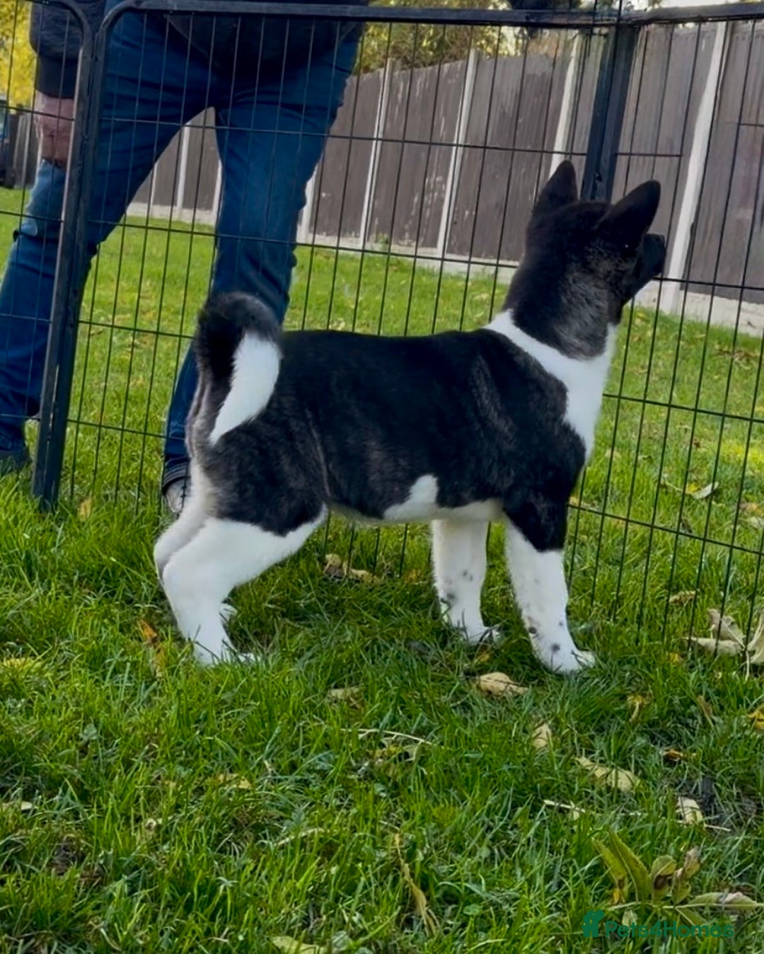 Akita dogs for sale: Quality KC Registered American Akita Puppies - Advert 1