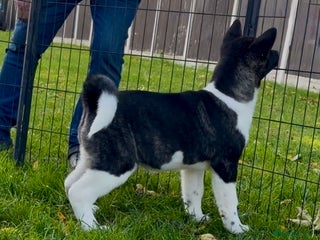 Akita dogs - Advert 2