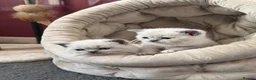 British Shorthair cats for sale: GCCF Registered chunky Colourpoints - Advert 1