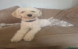 Cavapoochon dogs for sale: Cavapoochon puppies available  - Image 10