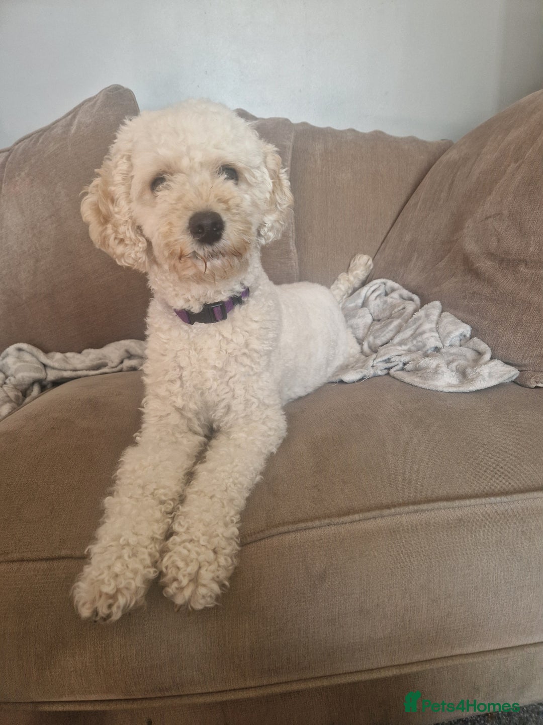Cavapoochon dogs for sale: Cavapoochon puppies available  - Image 10