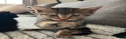 Bengal cats for sale: Beautiful Bengal cross Kittens for sale - Advert 2