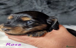 Miniature Dachshund dogs for sale: KC Health tested Licensed breeder 12 years exp - Image 29