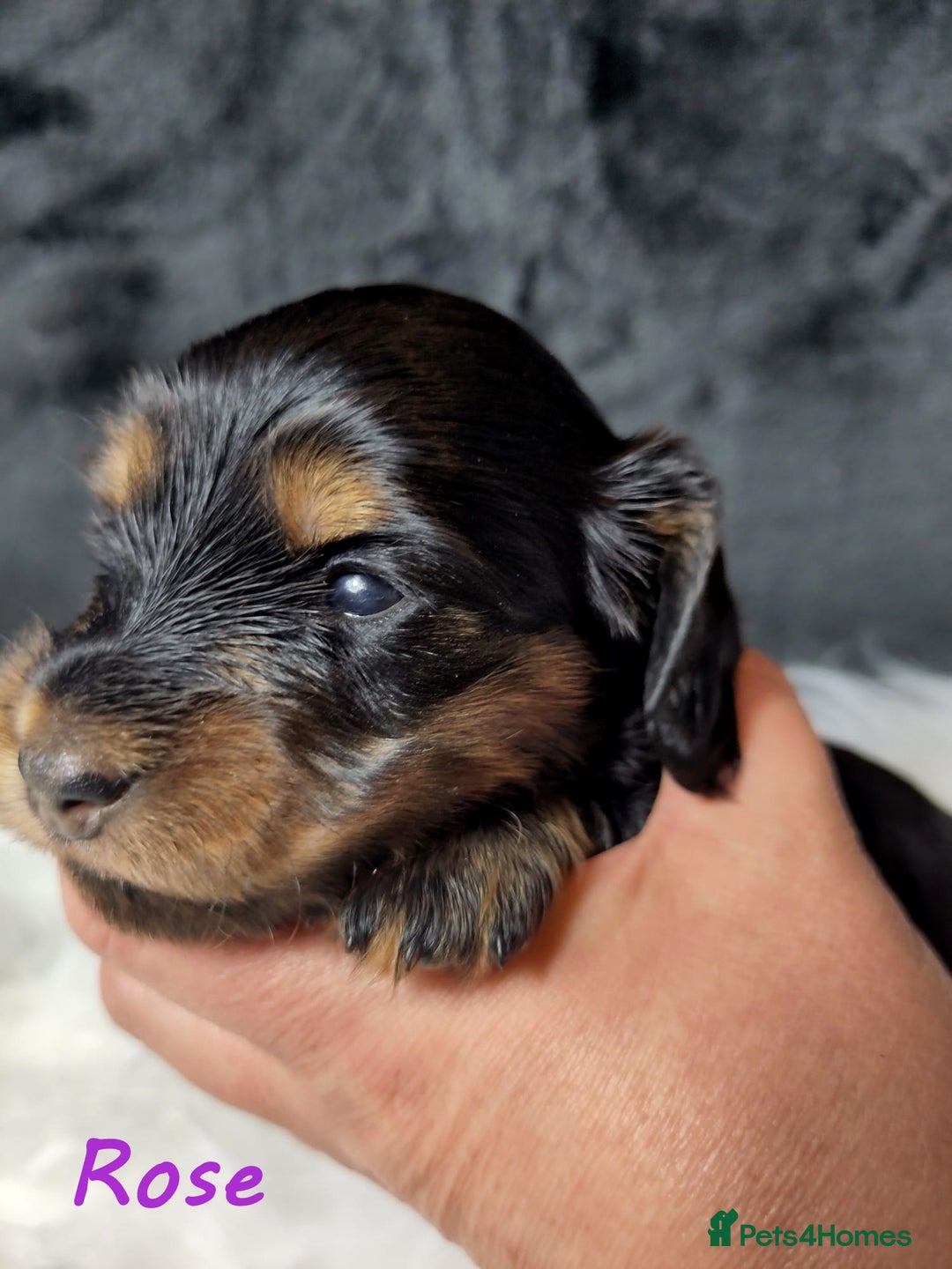 Miniature Dachshund dogs for sale: KC Health tested Licensed breeder 12 years exp - Image 29