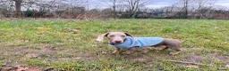 Miniature Dachshund dogs for sale: Milo boy Isabella tan miniature dachshund  in South Croydon - Advert 4