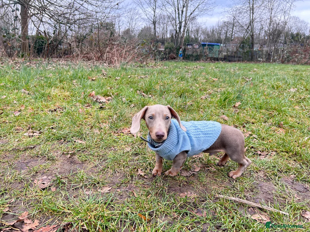 Miniature Dachshund dogs for sale: Milo boy Isabella tan miniature dachshund  in South Croydon - Advert 4