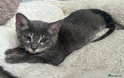 Bengal cats for sale: Striking Blue TICA Male Bengal Kittens 💙  - Image 28