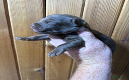 Patterdale Terrier dogs for sale: #Sold# Quality Patterdale Terrier Pups - Image 15