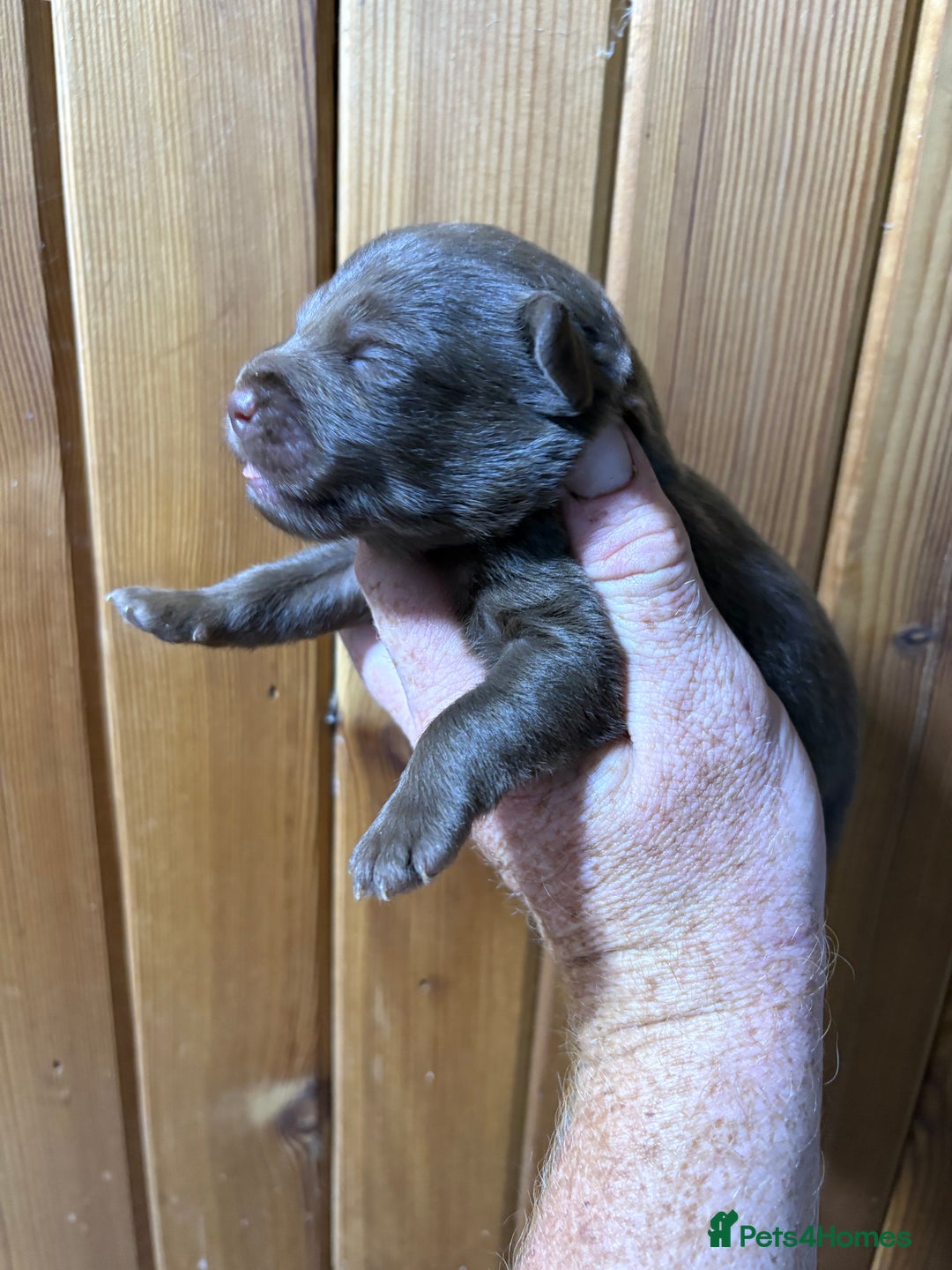 Patterdale Terrier dogs for sale: #Sold# Quality Patterdale Terrier Pups - Image 15