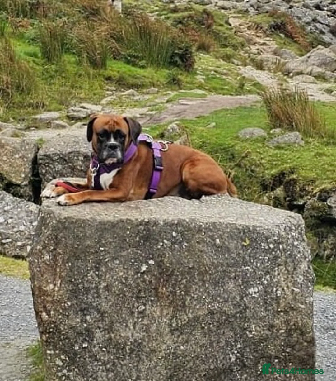 Boxer dogs for sale: Stunning White boy. - Advert 1