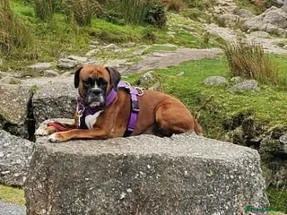 Boxer dogs Stunning White boy. - Advert 2