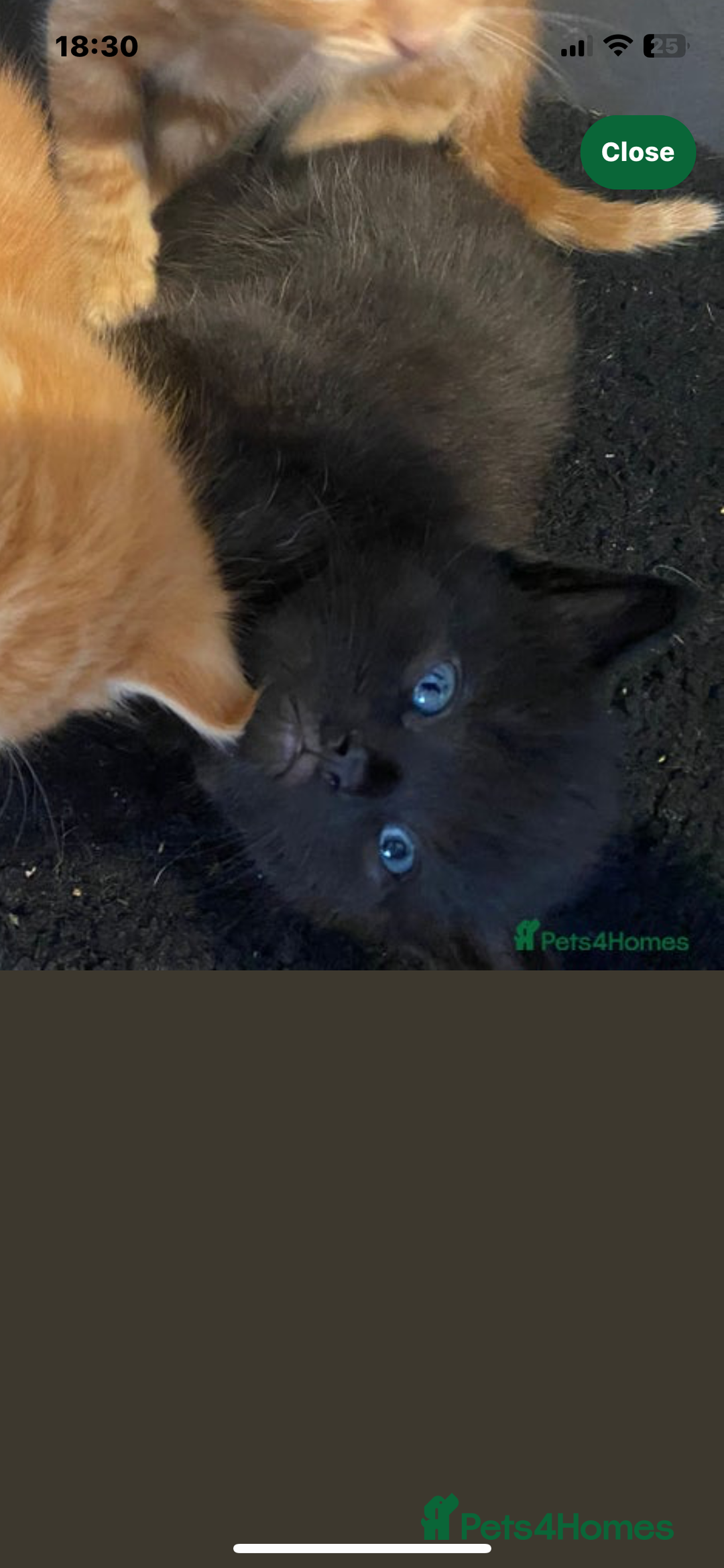 British Shorthair cats for sale: Lovely kittens soon ready for their forever home - Image 9
