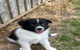 Border Collie dogs for sale: Beautiful border collie puppies  - Image 3