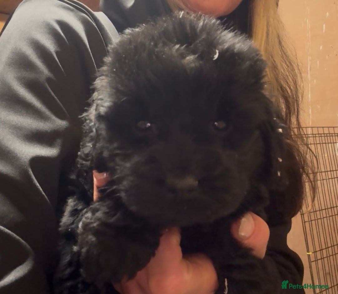 Cockapoo dogs for sale: Cockapoo puppies  - Advert 9