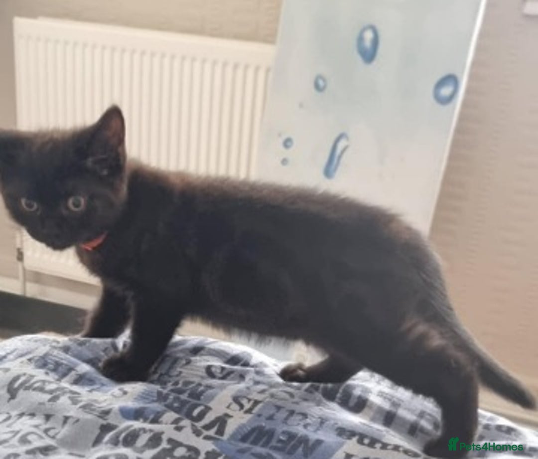 Mixed Breed cats for sale: Beautiful Mixed British Shorthair Kittens - Image 13