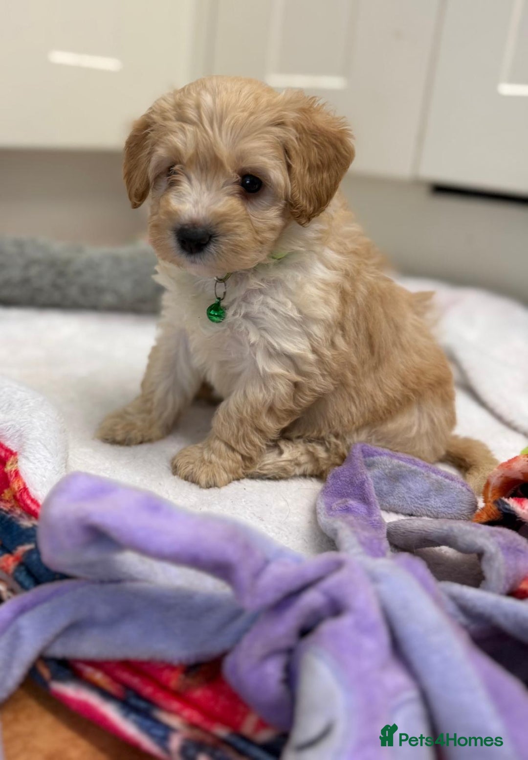 Cockapoo dogs for sale: Bred From Health Tested Parents - Advert 5