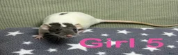 Rat rodents for sale: Super friendly baby rats  - Advert 14