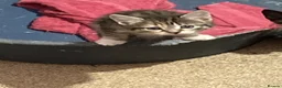 Mixed Breed cats for sale: 4 playful kittens looking for new homes - Advert 6