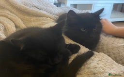 British Shorthair cats for sale: 3 x stunning black 12 week old boys  - Advert 4