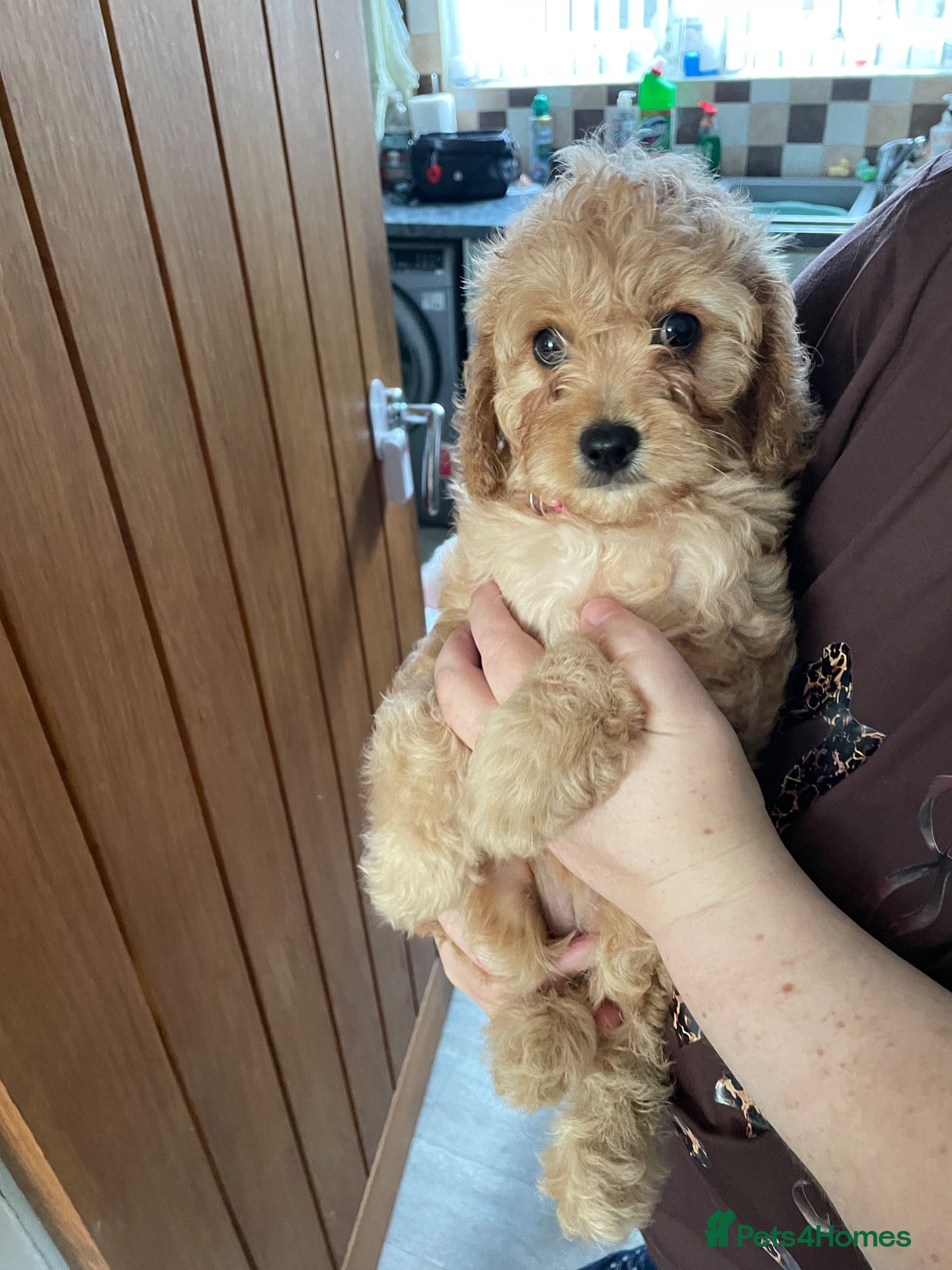Cavapoo dogs Beautiful Golden F1 cavapoo Girl puppy - Advert 3