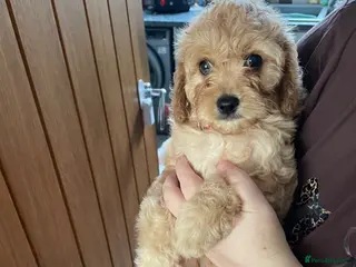 Cavapoo dogs Beautiful Golden F1 cavapoo Girl puppy - Advert 3