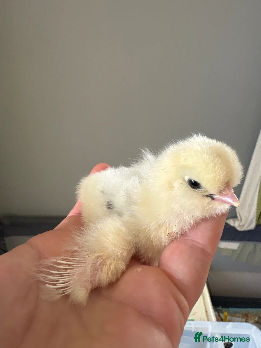 Hens poultry for sale: Beautiful usa silkie chicks mix of colours  - Advert 1