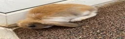 Mixed Breed rabbits for sale: Rabbits for sale  in Runcorn - Advert 2