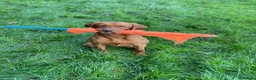 Labrador Retriever dogs for sale: Fox red Labrador pups - Advert 1