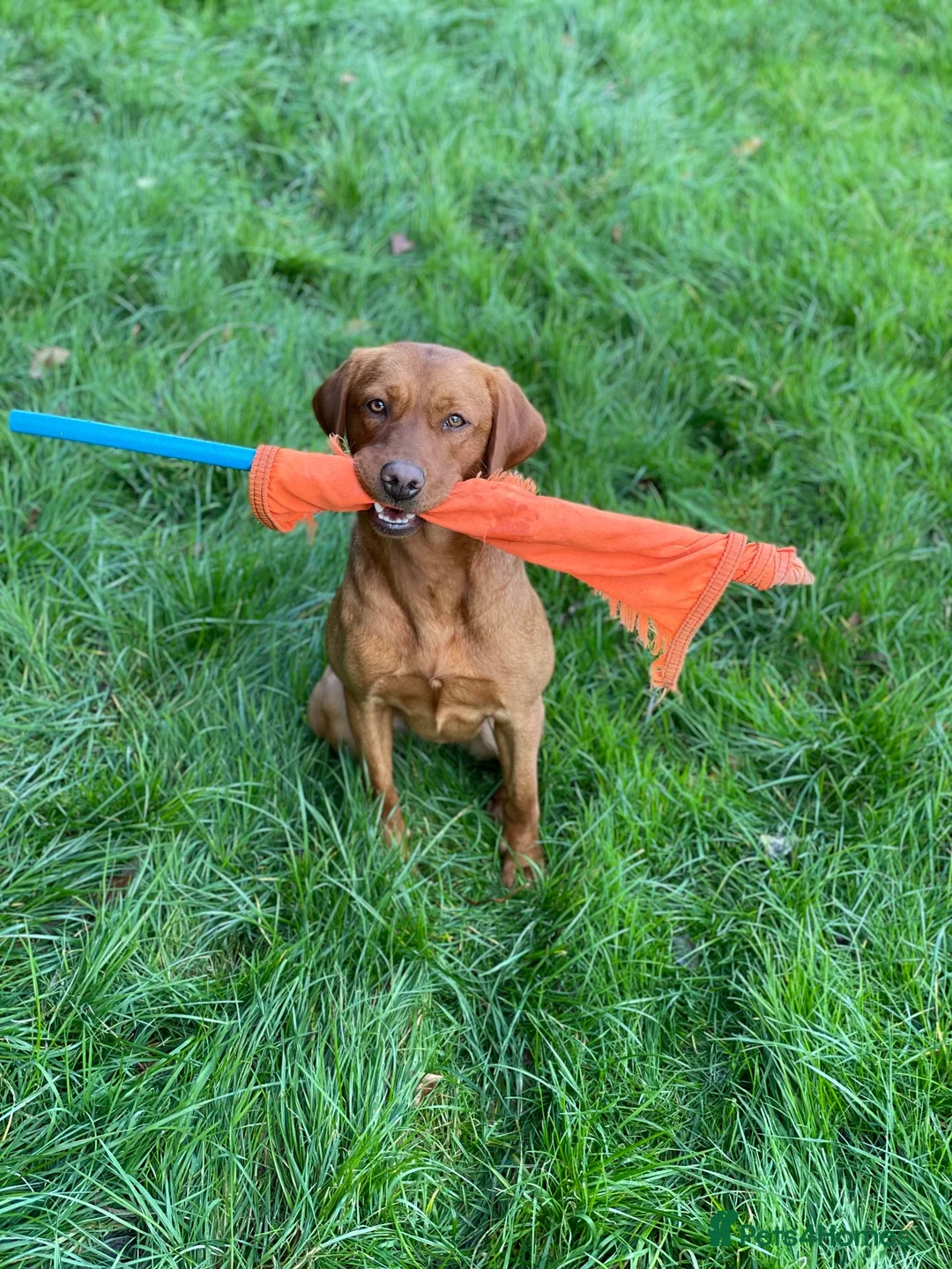 Labrador Retriever dogs for sale: Fox red Labrador pups - Advert 1