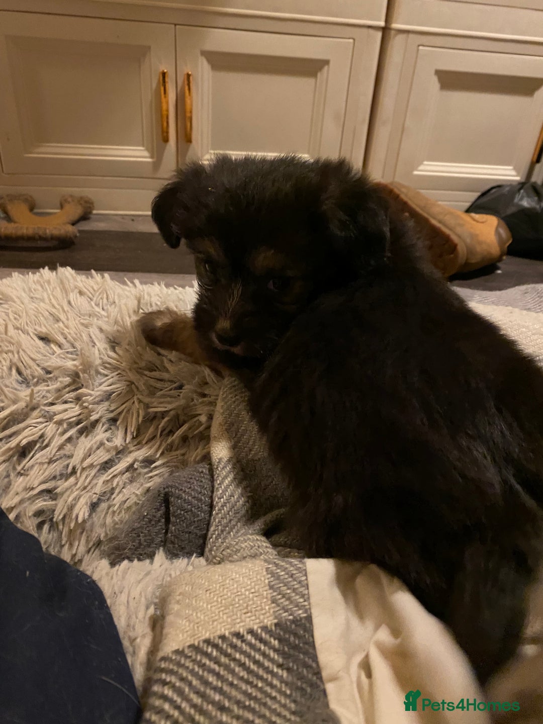 Mixed Breed dogs for sale: Terrier x pom - Advert 4