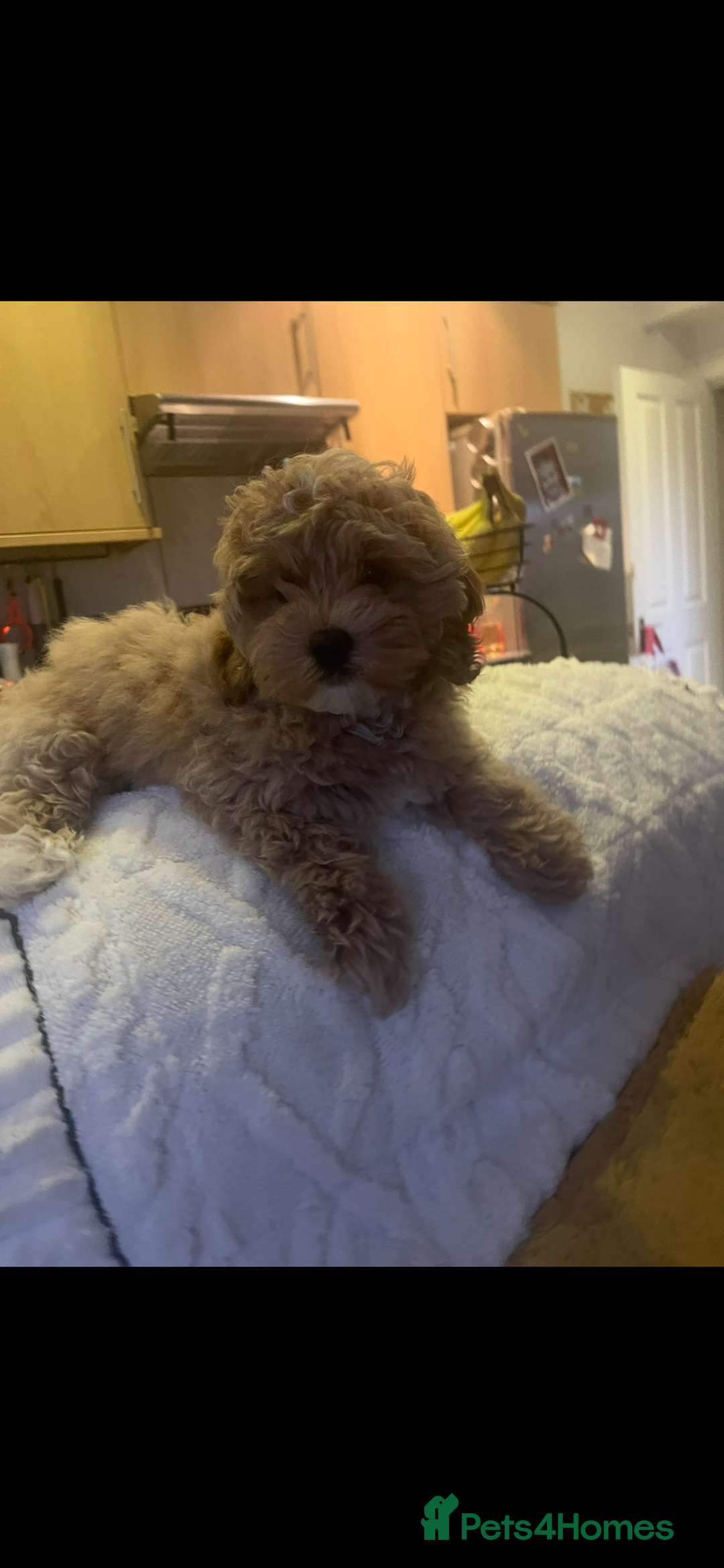 Maltipoo dogs for sale: Maltipoo puppies for sale  - Image 8