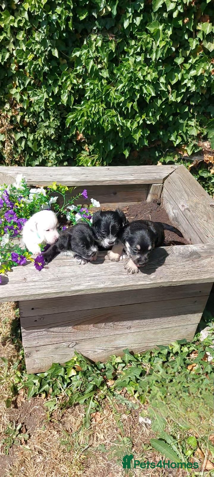 Mixed Breed dogs JACKINORIPOOS - Advert 1