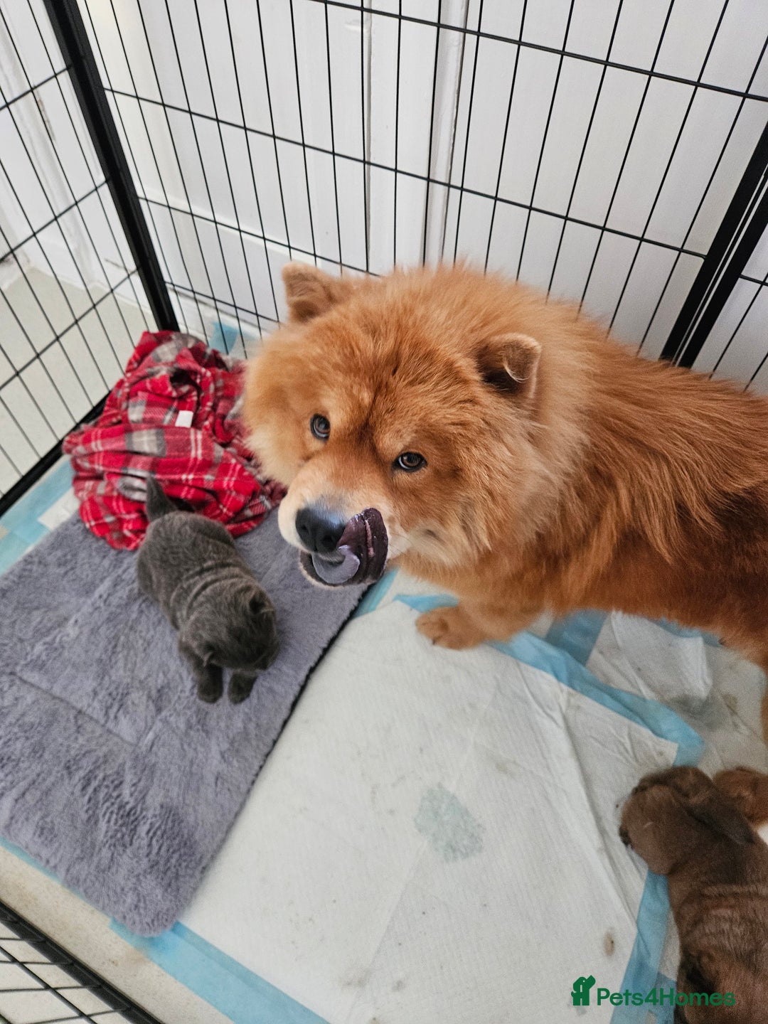 Chow Chow dogs for sale: Chow chow puppies - Advert 5