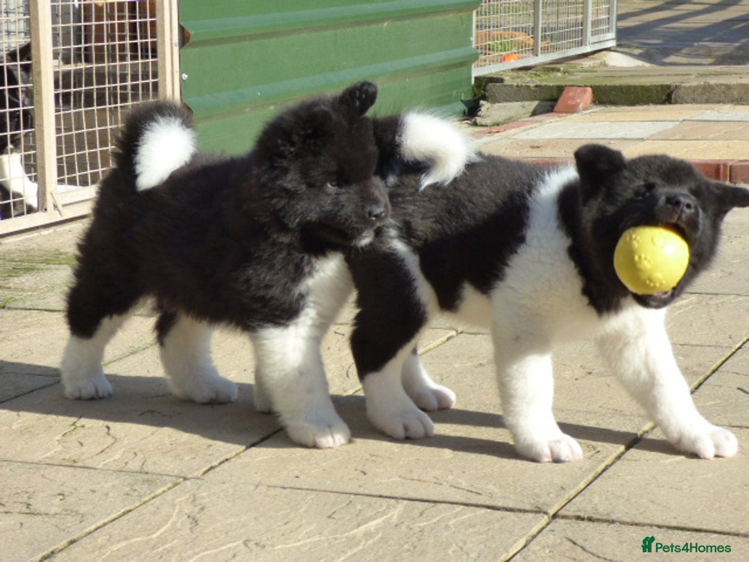 Akita dogs for sale: Quality Akita Babies (& KC Registered) - Image 27