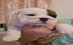 English Bulldog dogs for sale: English bulldog pups  - Image 5