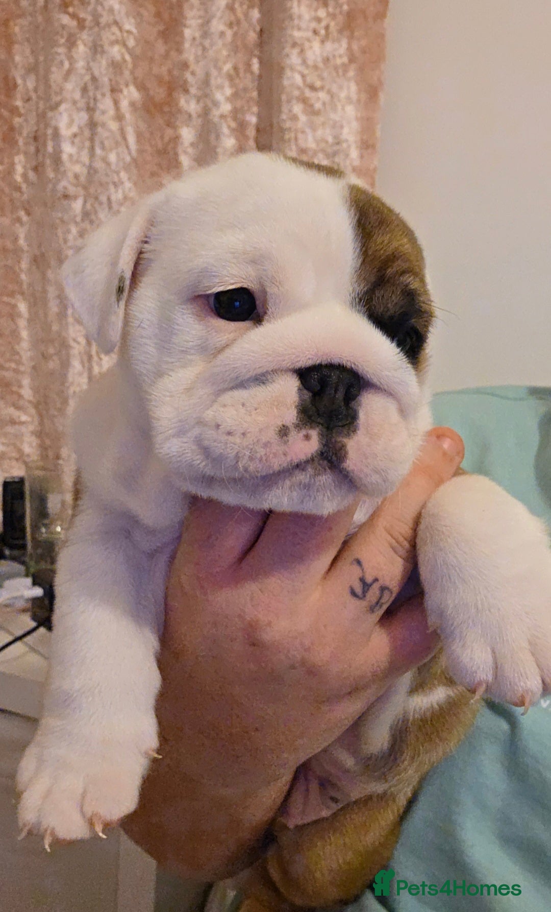 English Bulldog dogs for sale: English bulldog pups  - Image 5