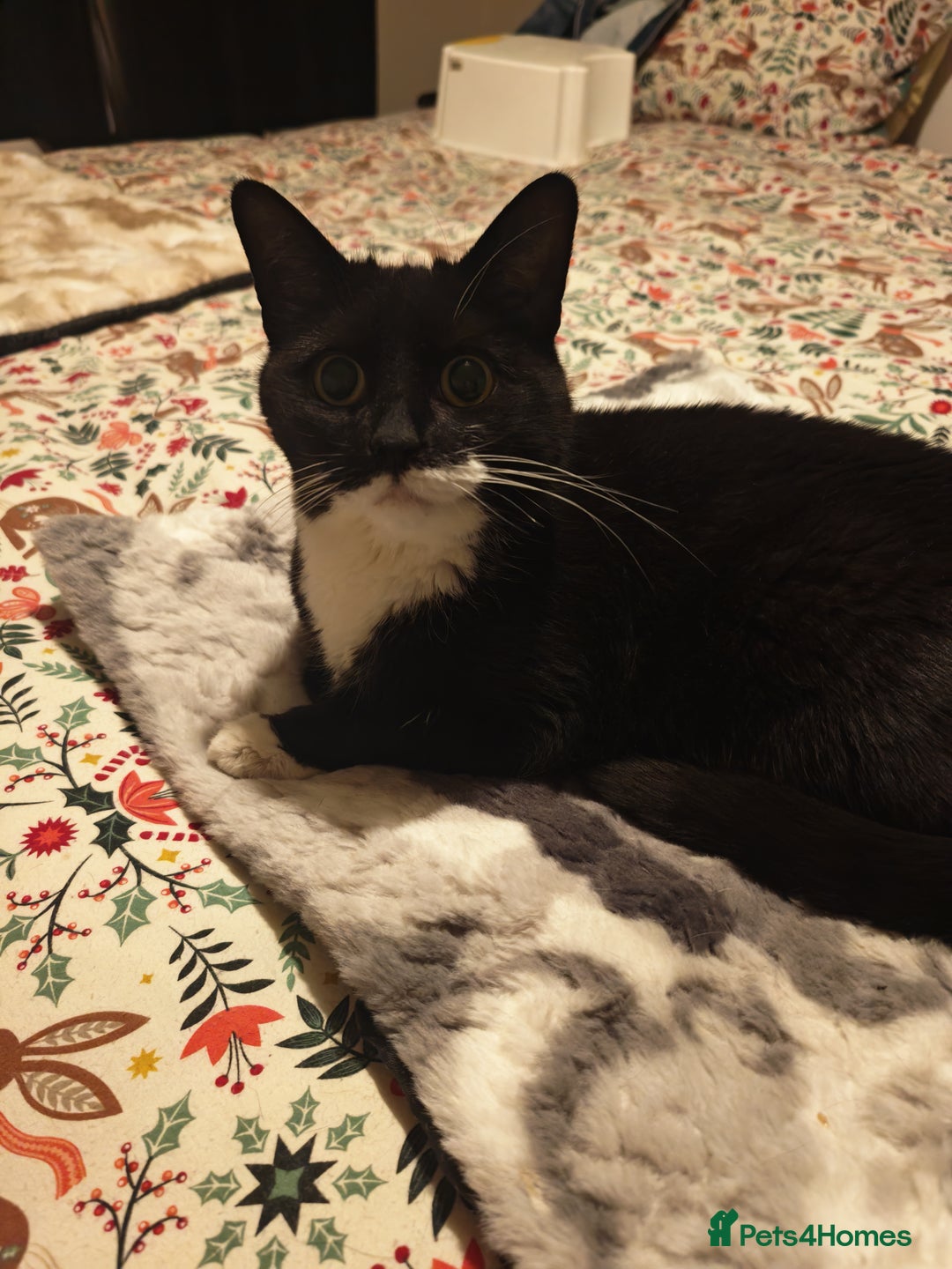 Domestic Shorthair cats for sale: Harmony looking for a home - Advert 3