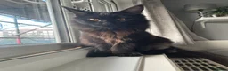 Maine Coon cats for stud: TICA active Black Smoke Boy! - Advert 17