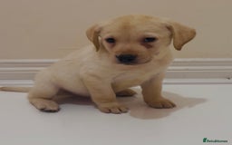 Labrador Retriever dogs for sale: Labrador puppy for sale - Image 1