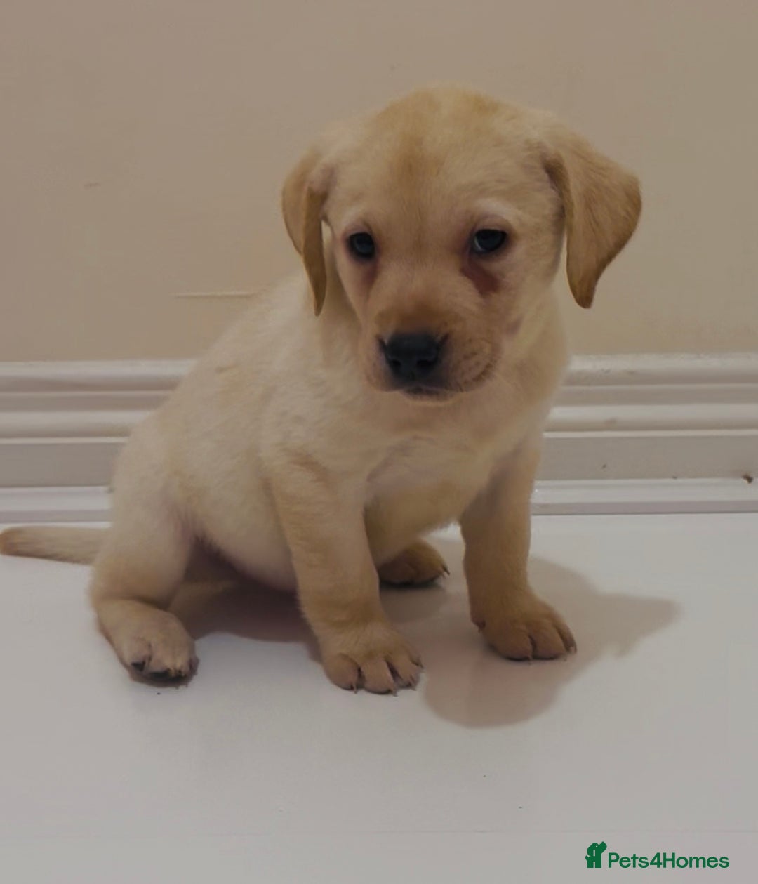 Labrador Retriever dogs for sale: Labrador puppy for sale - Image 1
