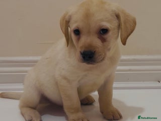 Labrador Retriever dogs - Advert 6
