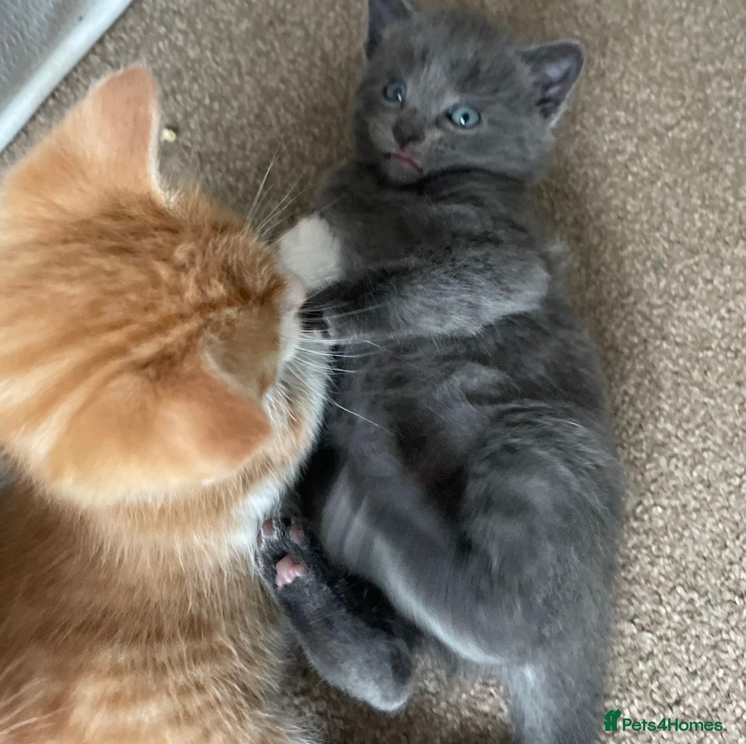 Mixed Breed cats for sale: 5 Beautiful & Friendly kittens for sale  - Advert 23