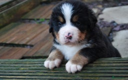 Bernese Mountain Dog dogs for sale: Beautiful pups from fully health tested patents - Image 3