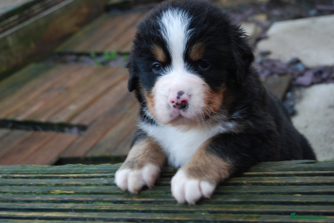 Bernese Mountain Dog dogs for sale: Beautiful pups from fully health tested patents - Image 3
