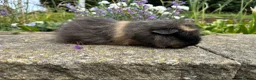 Guinea Pig rodents for sale: Friendly Swiss guinea pig boars (boys) - Advert 12
