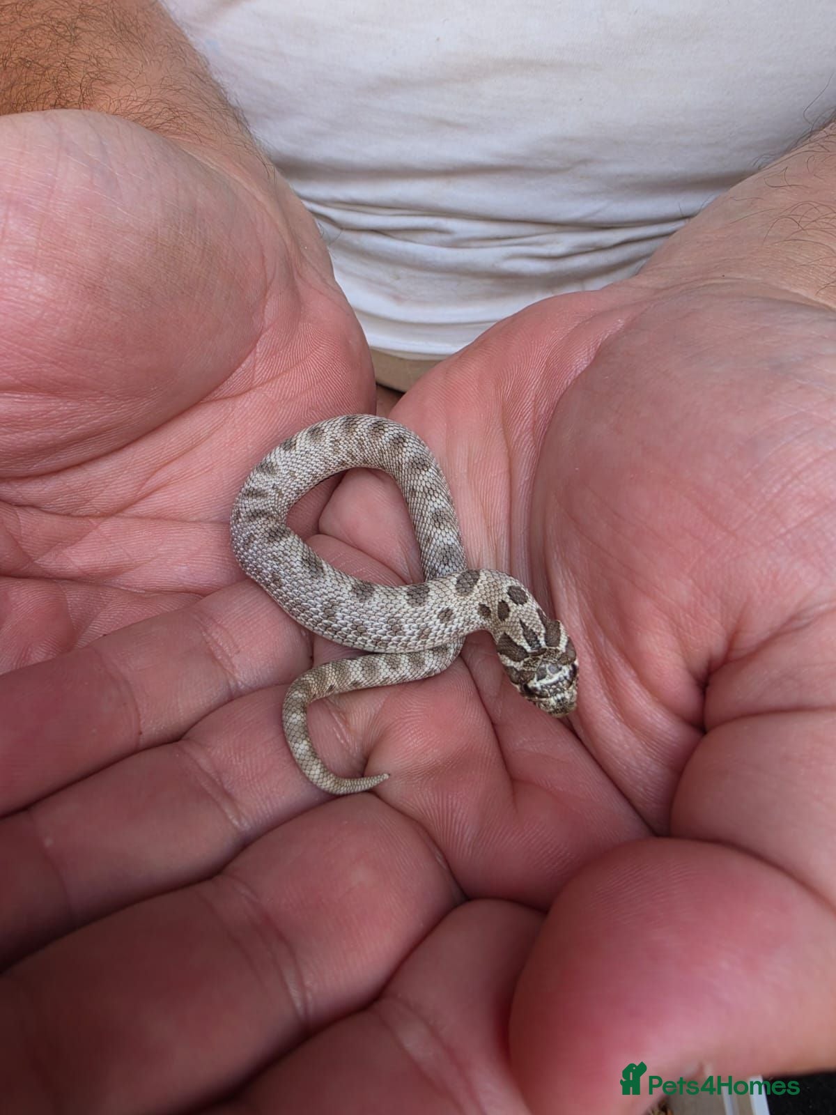 Snake reptiles Western Hognose Snake  - Advert 1