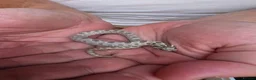 Snake reptiles for sale: Western Hognose Snake  in Belper - Advert 1
