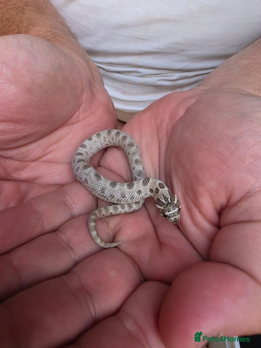 Snake reptiles for sale: Western Hognose Snake  in Belper - Advert 1