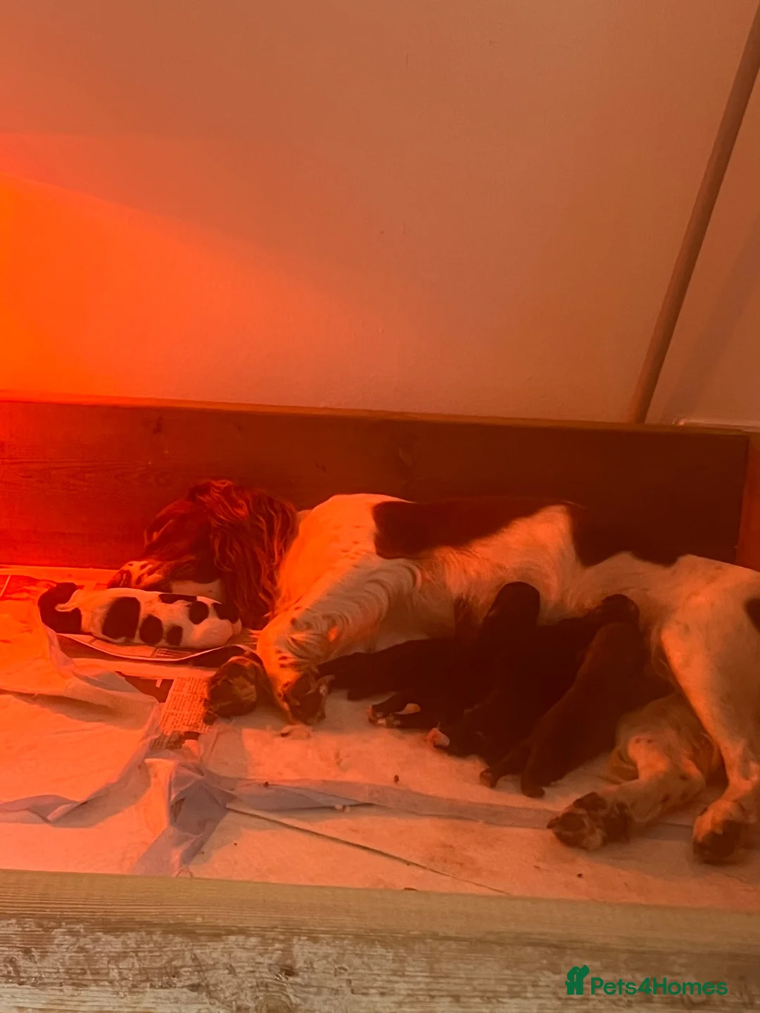 Sprocker dogs for sale: Sproker pups  - Advert 2