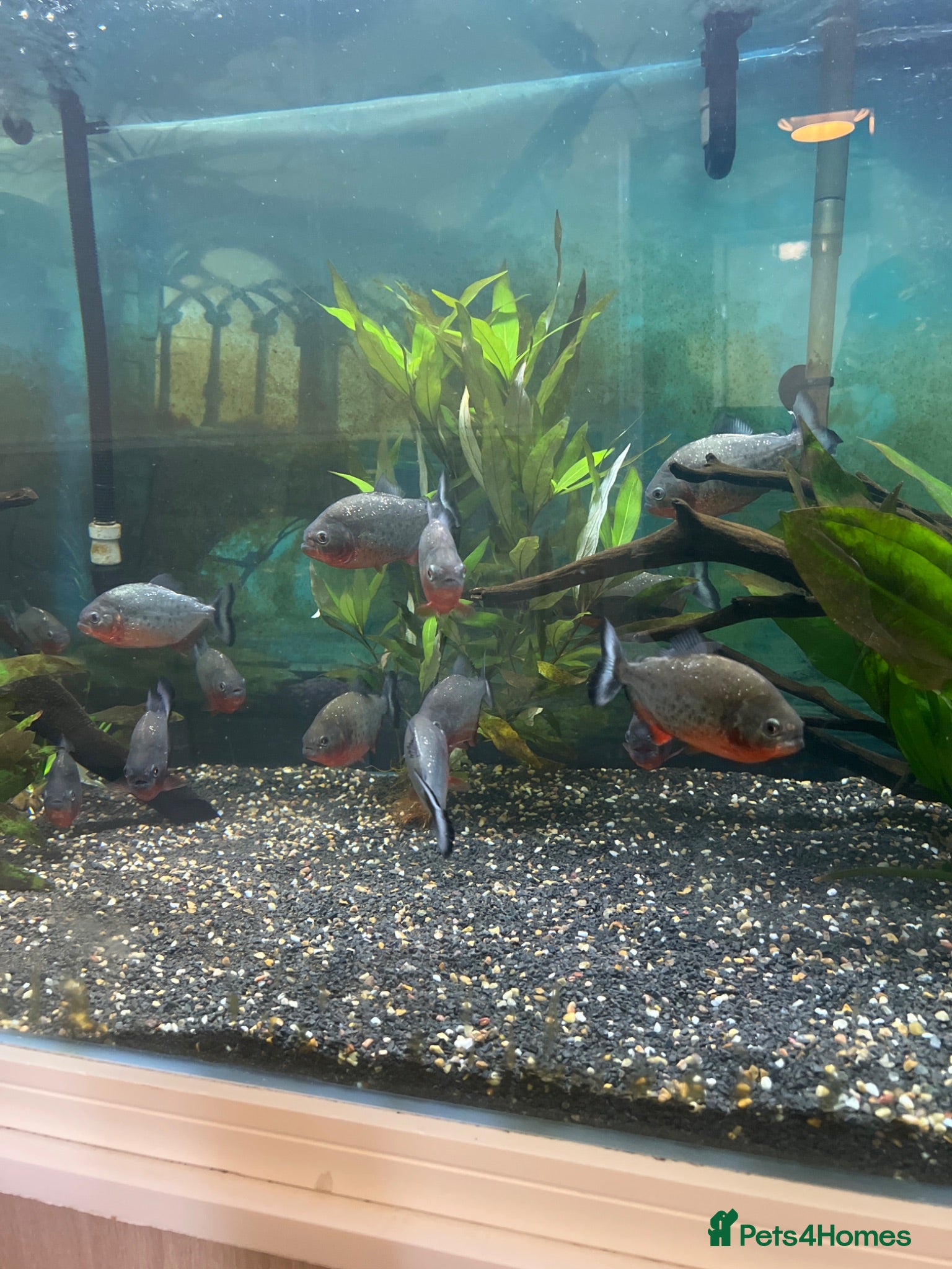 Piranhas fish Piranhas  - Advert 1